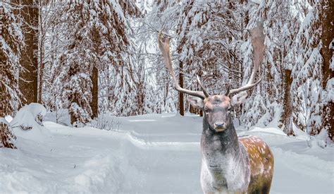 Winter Deer Free Stock Photo Public Domain Pictures