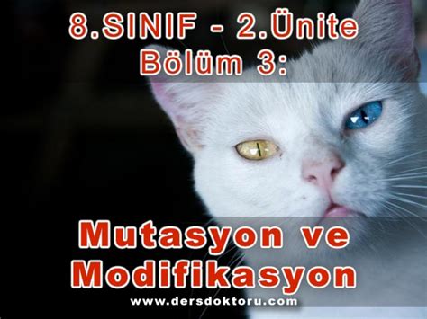 B L M Mutasyon Ve Modifikasyon Ders Notu Konu Zeti