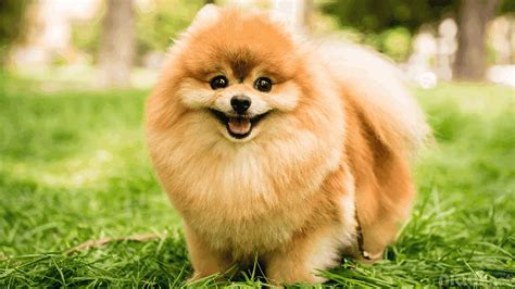 45 Jenis Anjing Terkenal di Dunia, Lengkap dengan Ciri Fisik dan ...