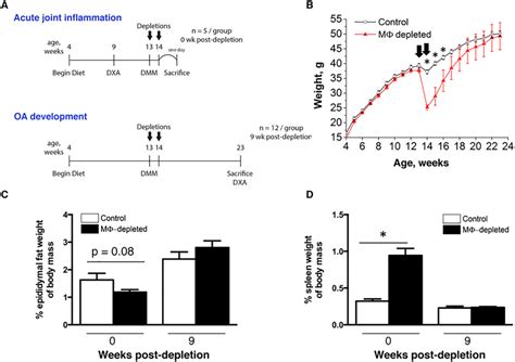 Conditional Macrophage Depletion Increases Inflammation And Does Not