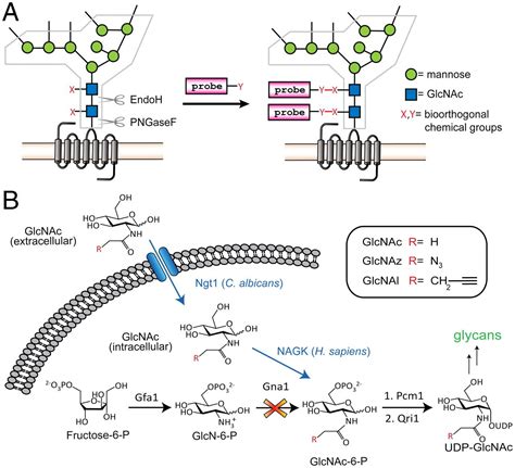 Targeted Metabolic Labeling Of Yeast N Glycans With Unnatural Sugars PNAS