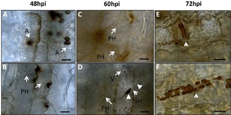 Ros Produced In Maize Leaves During C Graminicola Infection Infection