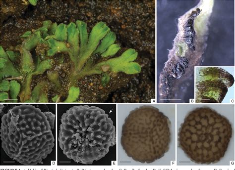 Figure From Additions To The Ricciaceae Flora Of Rio Grande Do Sul