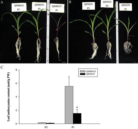 Phenotypic Responses And Changes In Anthocyanin Levels Of Contrasting