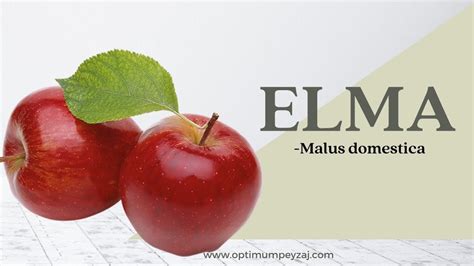 BİTKİ ANSİKLOPEDİSİ | ELMA - MALUS DOMESTİCA NEDİR? ELMA AĞACI ...