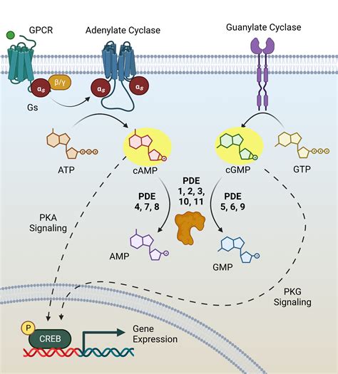 Phosphodiesterase Screening And Profiling Services