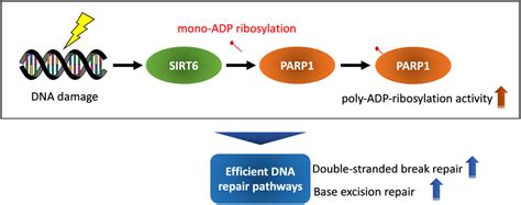 Efficient DNA Repair Pathways Due To High Activity Of SIRT6 Longlived