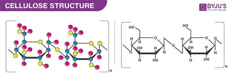 What is the Difference between Starch, Cellulose and Glycogen?