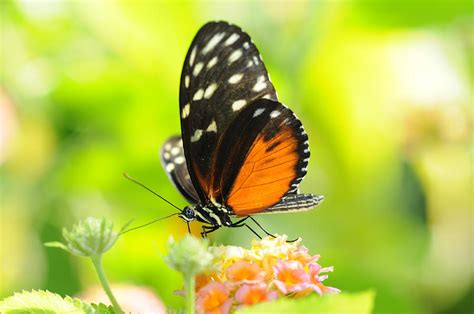 Black and Orange Butterfly Photograph by Annda Bell - Fine Art America