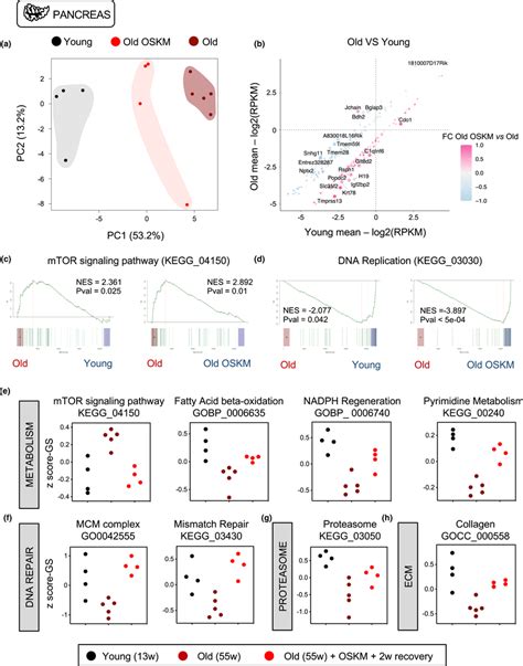 Transient OSKM Reprogramming Rejuvenates The Transcriptome Of Old