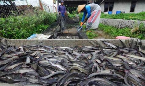 Panduan Lengkap Budidaya Ikan Lele Untuk Pemula