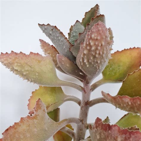 Kalanchoe Beharensis Fang Felt Plant Indoor Plants Plantsmith