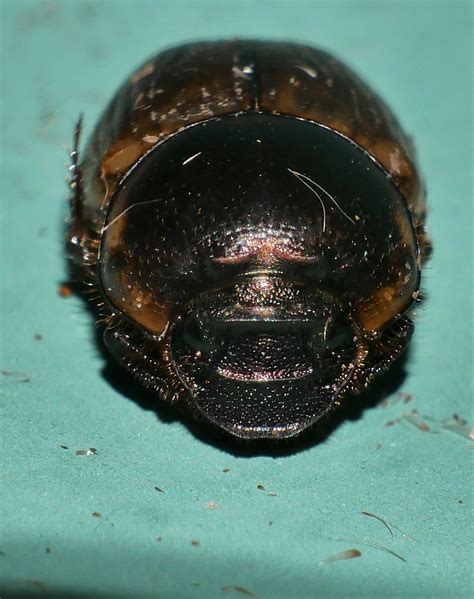 Gazella Dung Beetle Digitonthophagus Gazella Female Onth Flickr