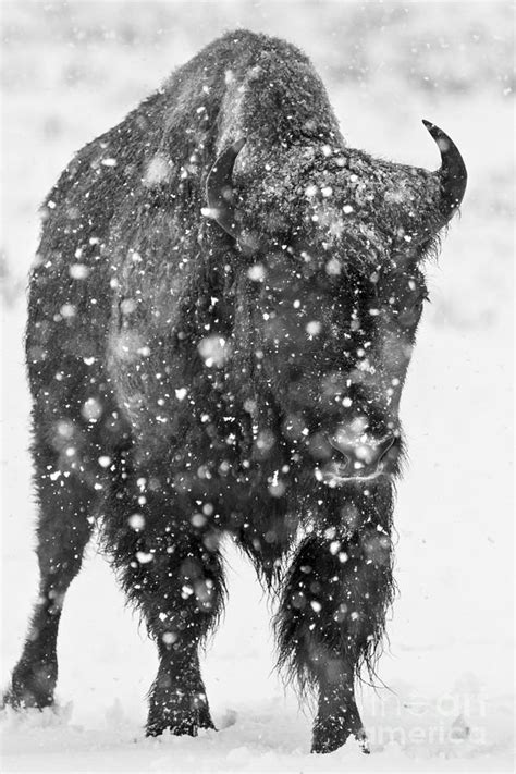 Bison in Snow Storm Photograph by Mike Cavaroc - Fine Art America