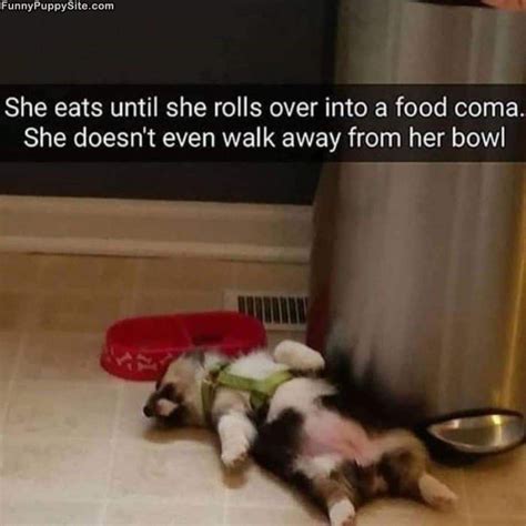 In A Little Food Coma - funnypuppysite.com