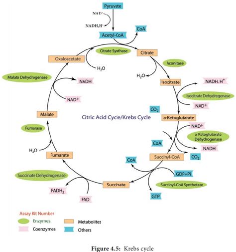 Tricarboxylic Acid Cycletca Microbial Metabolism Microbiology