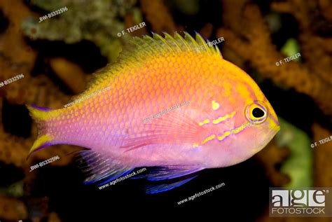 Fathead Anthias Serranocirrhitus Latus Swimming Stock Photo