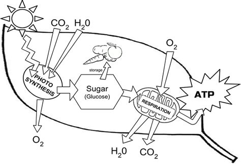 The Structure Of The Chloroplast Coloring Worksheet Answers