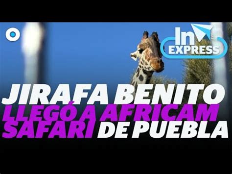 Jirafa Benito llegó a Africam Safari de Puebla Reporte Indigo YouTube