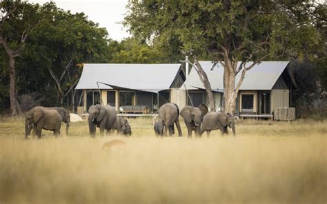 The Best Zimbabwe Wildlife Safari | Safari Guru | 5* Safari Specialists