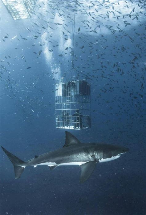 Shark cage – Artofit