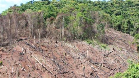 Deforestation- solutions, including reforestation | | Green City Times