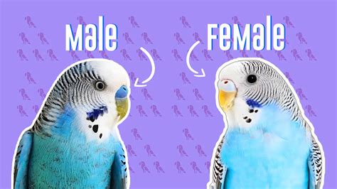 Budgie Sexing Guide Is Your Bird Male Or Female