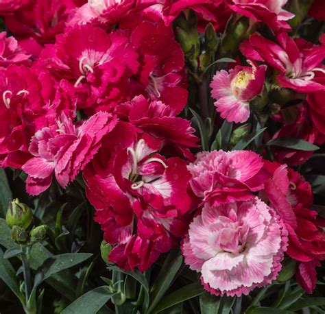 Dianthus Constant Cadence Milk Cherry Moellers Nursery