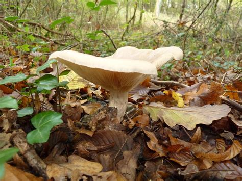 Promenade en forêt de Candé sur Beuvron Champignon Patricia Flickr