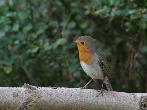 Roodborst - Bird Pictures