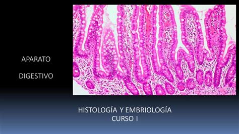 Histolog A Del Aparato Digestivo Udocz