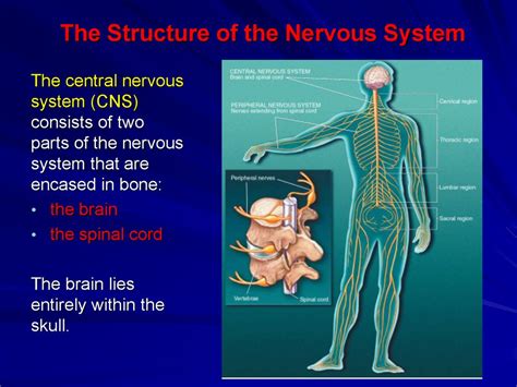 The Structure Of The Nervous System Online Presentation