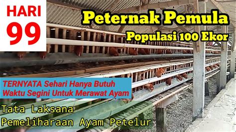 Memelihara Ayam Petelur Dari Doc Sampai Produksi Umur 99 Hari Youtube