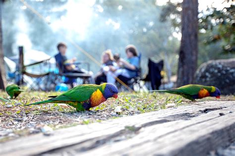 Tamborine Mountain Camping & Caravan Park | Thunderbird Park, QLD