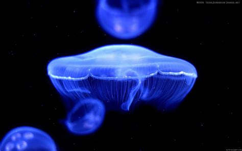 Blue Jellyfish wallpaper | animals | Wallpaper Better