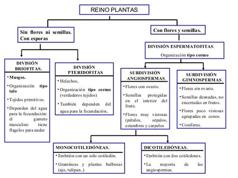 Top Mapa Conceptual Del Reino Plantae Tips Tm Site Images