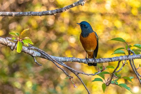 Blue Fronted Redstart Bubo Birding
