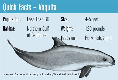 In-Danger Designation for Vaquita Habitat Delayed