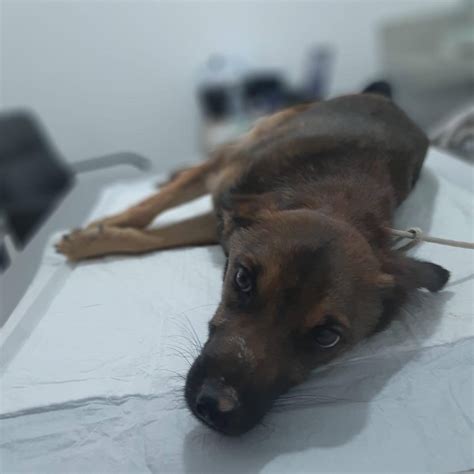 Cachorro Morre Ap S Ter P Nis Arrancado E Patas Quebradas Em Vespasiano