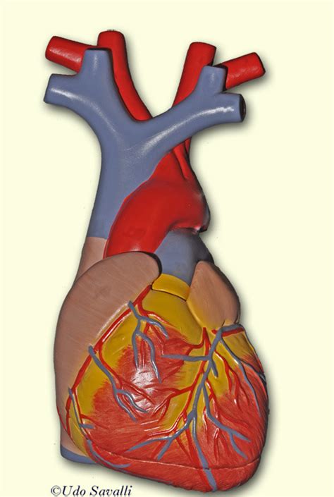 Heart Arteries Diagram Quizlet