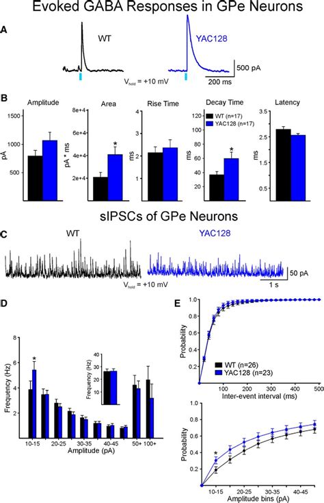 Striatal Direct and Indirect Pathway Output Structures Are ... 