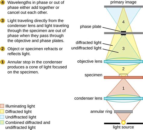 Phase Contrast Microscope Ray Diagram Pdf Automatic Image