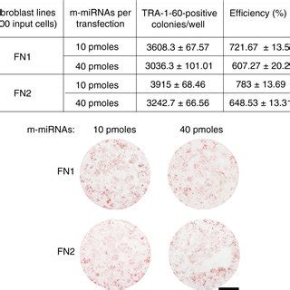 The Efficiency Of The RNA Based Reprogramming Approach Using Different