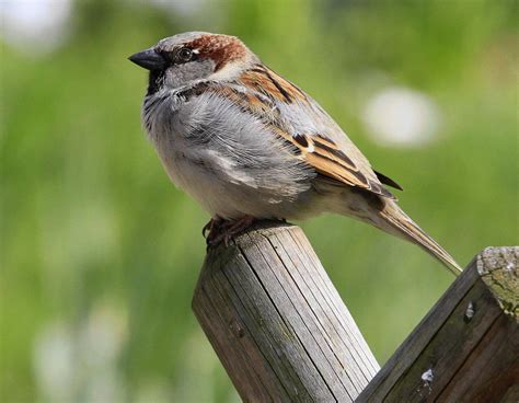 Le Moineau Domestique Oiseau De Lann E