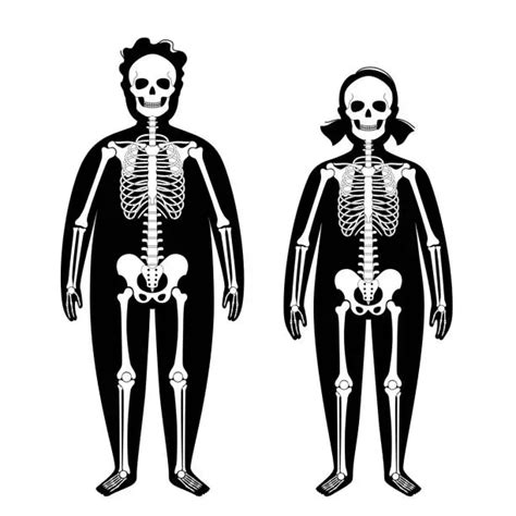 Free Male And Femaile Anatomy Diagram Front Clipart Images Freeimages
