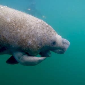 Crystal River Manatee Tours On Manatee Fun