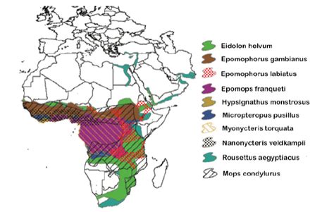 African Bats Conservation In The Time Of Ebola