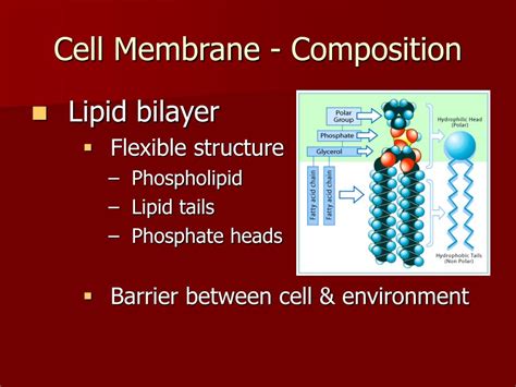 PPT - Cell Membrane PowerPoint Presentation, free download - ID:1452438