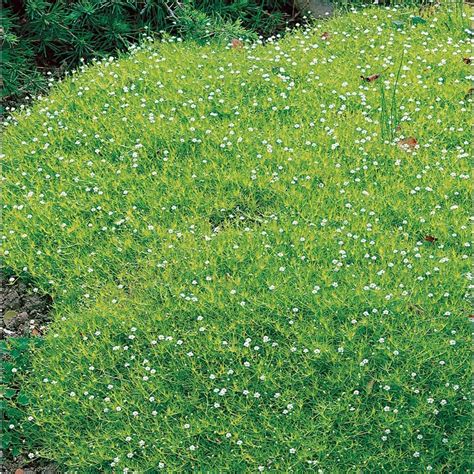 Moss Ground Cover Home Depot - ground cover and shrubs