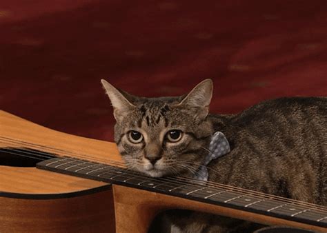 Cute Kitten Playing On Guitar GIFs - Find & Share on GIPHY